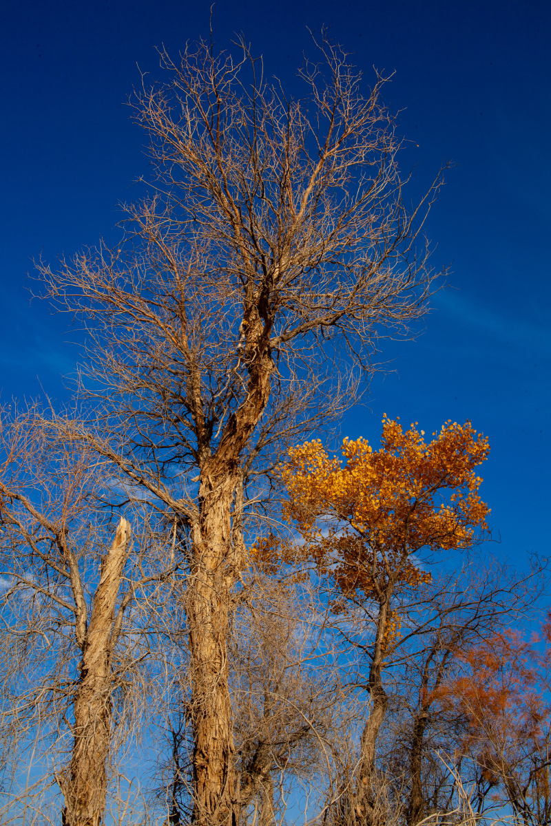 深秋的阿克苏柯坪县野生胡杨林充满着原始的气息人迹罕至的旷野里胡杨