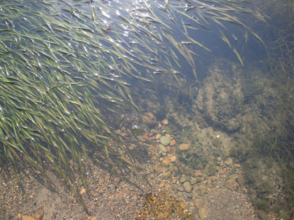 沅江里的水草<br />
沅江　辰溪　水草