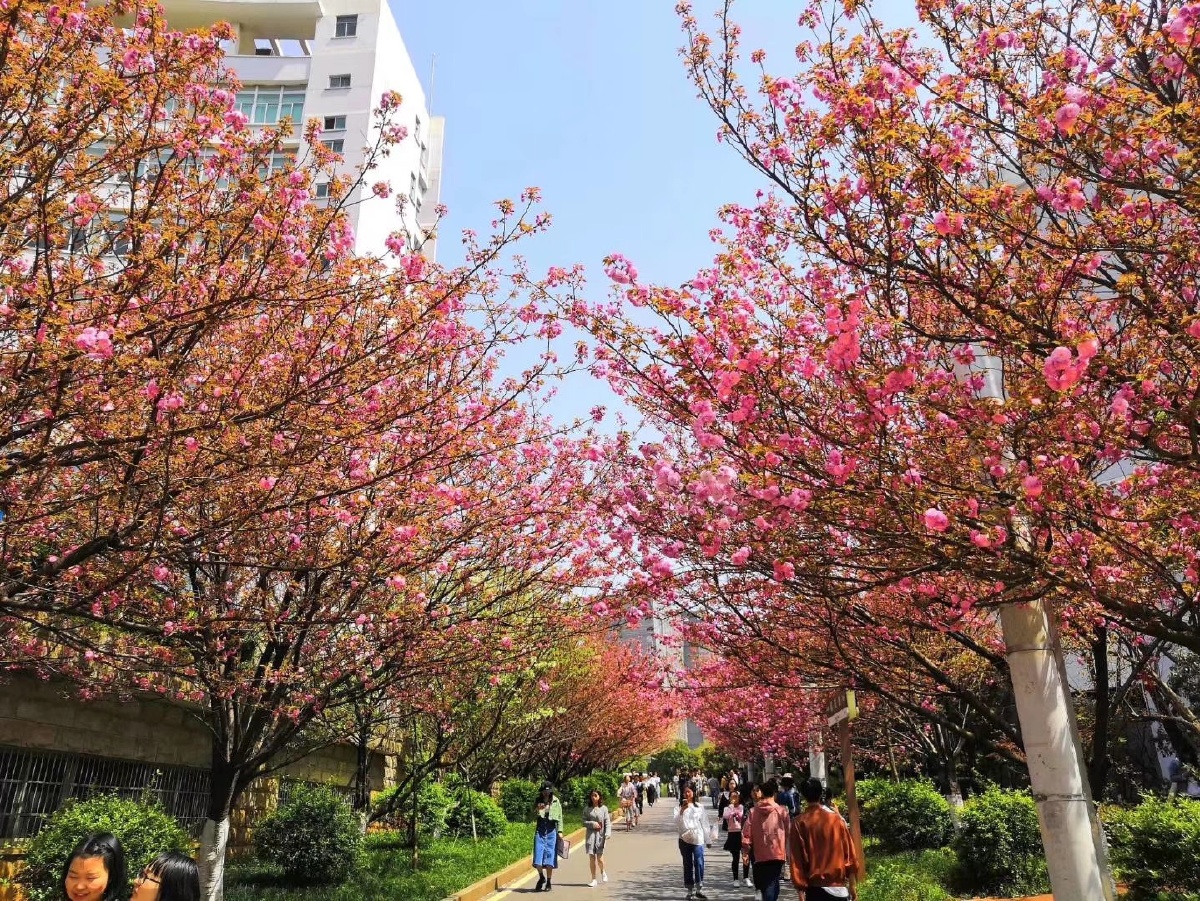 中南林业科技大学樱花路