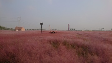 956215