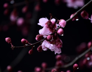 1595042