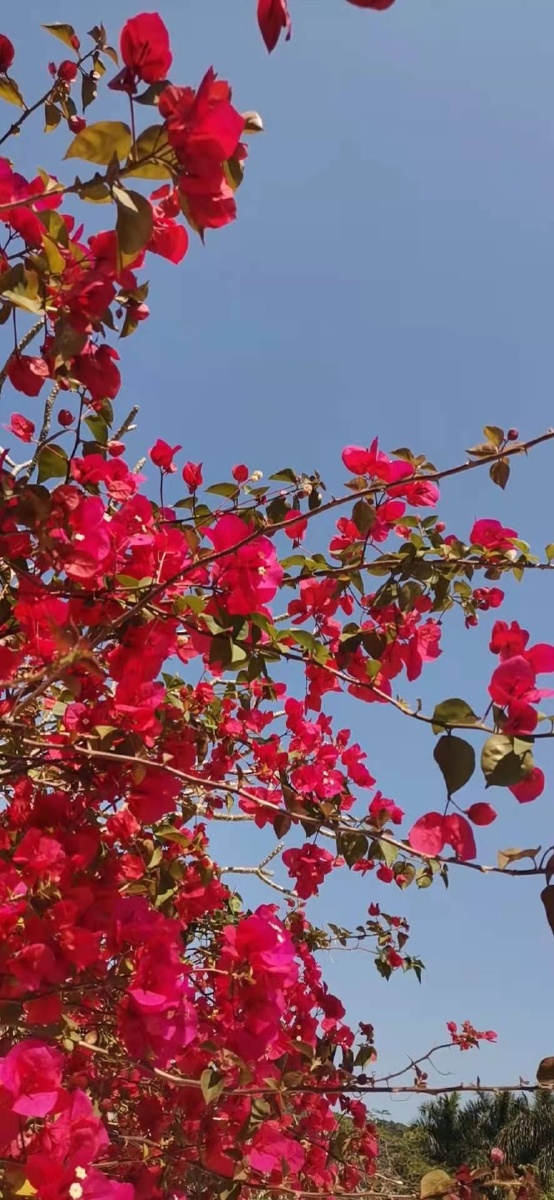 春天三角梅红色花