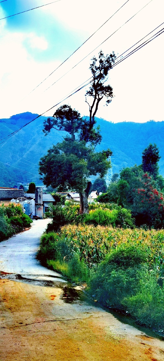 家乡的风景美如画