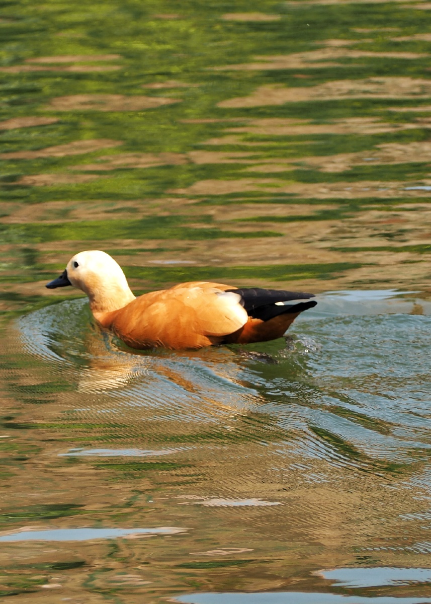 摄影圈子鸟鸭水禽#家禽野生动物湖泊池塘绿头鸭游泳鹅还没有人打赏,快