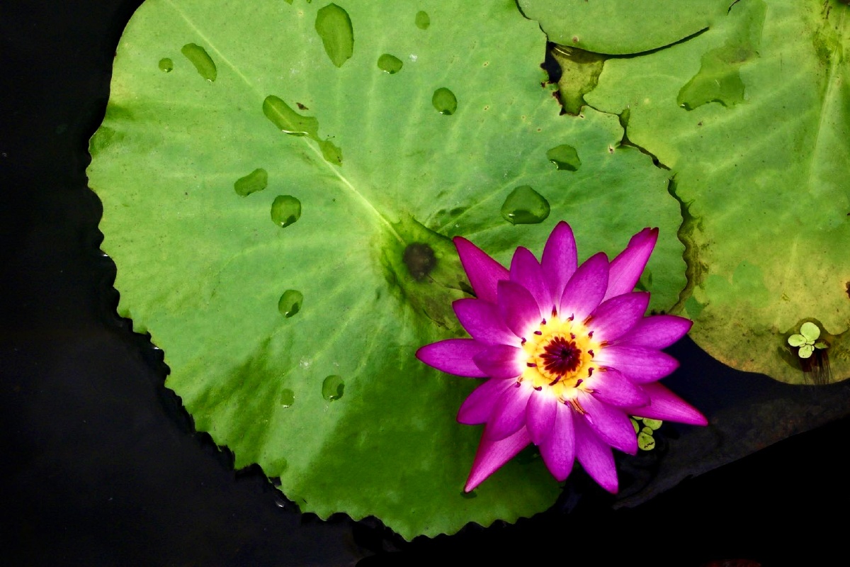 时光长成你的样子一隅的清静自然我的眼神避开人声鼎沸与你相望后慢了