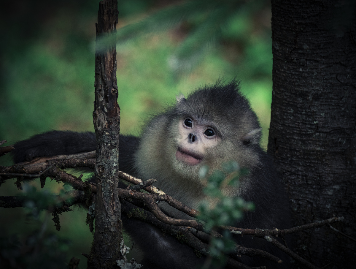 国家一级保护动物滇金丝猴是中国特有物种.