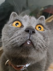 1000002832