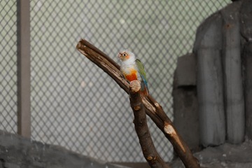 7427