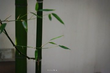 1815228