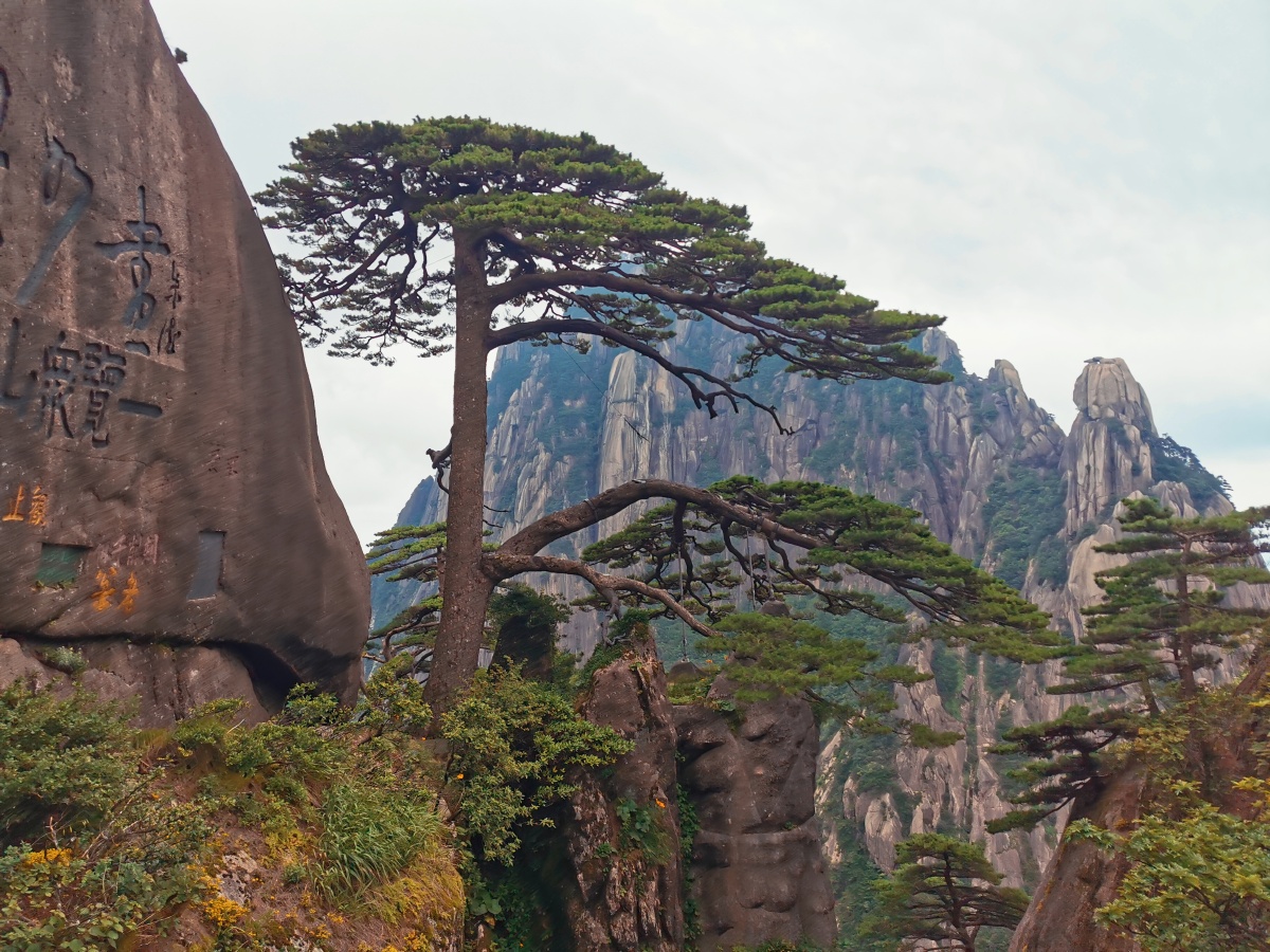 黄山迎客松