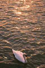0DB47621-62CB-44F6-BA74-D97CD2463073/L0/001