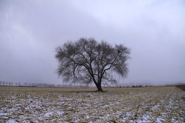 1000232650