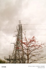 1000216291