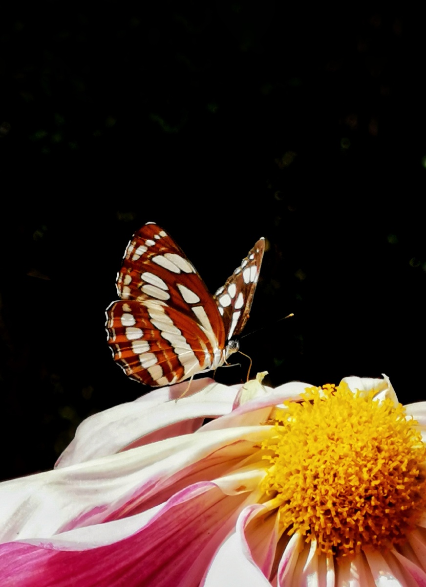 左海菊黄舞蝶香