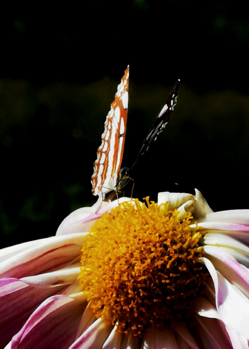 左海菊黄舞蝶香