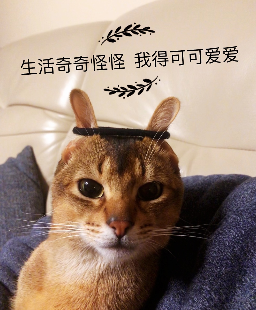 生活奇奇怪怪,我得可可爱爱