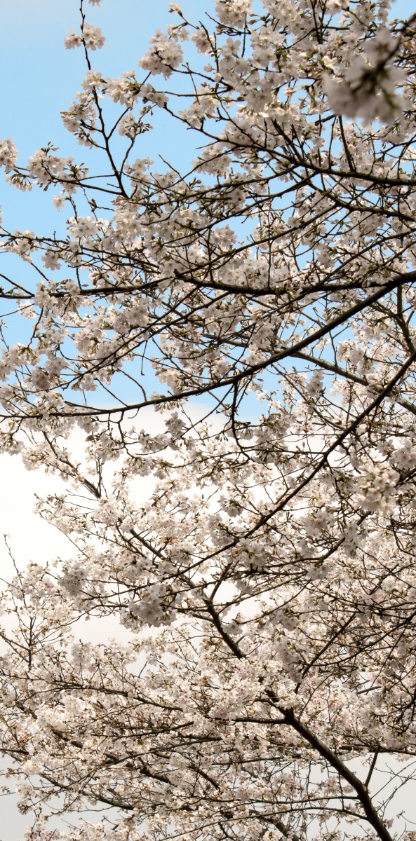 一起去看樱花吧9494 - 没有emoji - 图虫