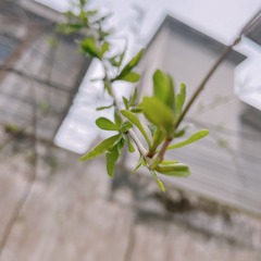 C4E70545-C7A9-4484-BD8E-A7AD6338F9F9/L0/001