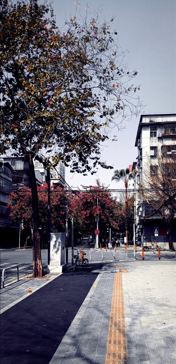 广东冬天的街头反而更像舒适的秋天