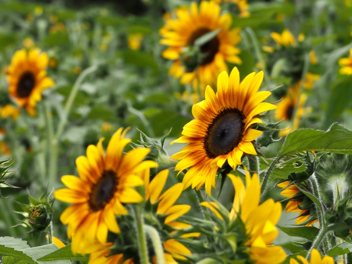 五月正值向日葵的花期金灿灿的太阳花镶嵌在绿色的田野间点缀在青山中