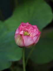 91C166FB-7AB5-41AA-A30D-4B0A1FF303A5/L0/001