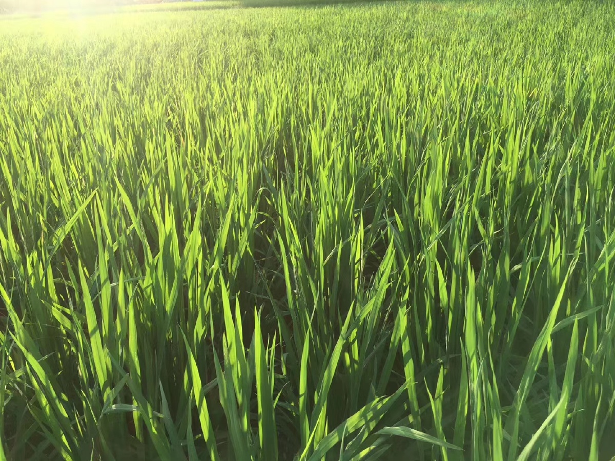 阳光下的禾苗