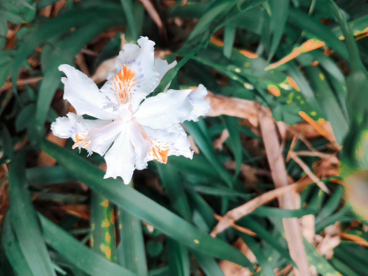 三色堇又名蝴蝶花英文名pansy译为同性恋的男子蓝紫色寓意着无私的爱