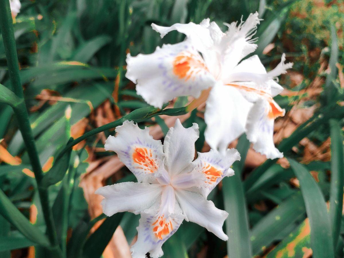 三色堇又名蝴蝶花英文名pansy译为同性恋的男子蓝紫色寓意着无私的爱