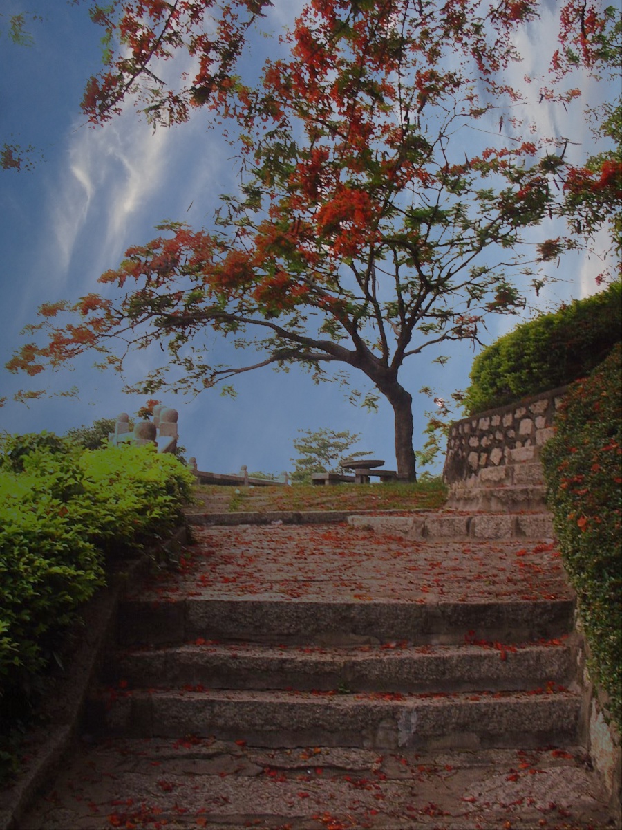 凤凰花开广东珠海香山公园