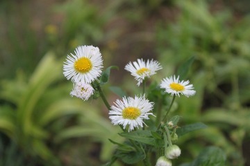 Flora