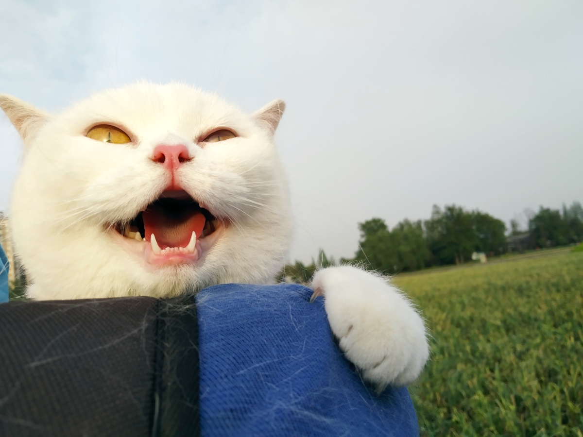 虽然生活很苦,但猫咪很甜啊!