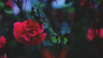 080FB2D2-7BBA-46CD-8F21-C14DF55D60E0/L0/001