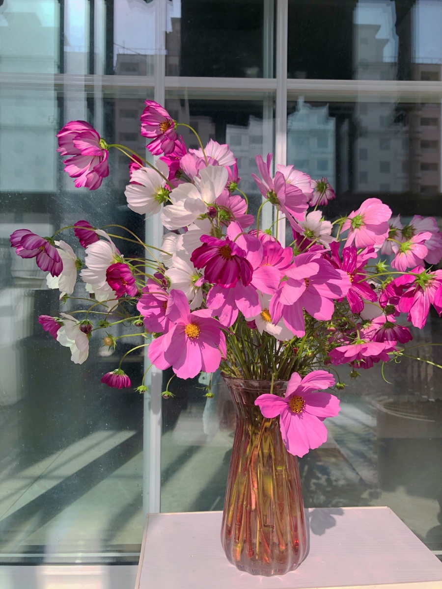 格桑花柔软又坚强随手插都美的很