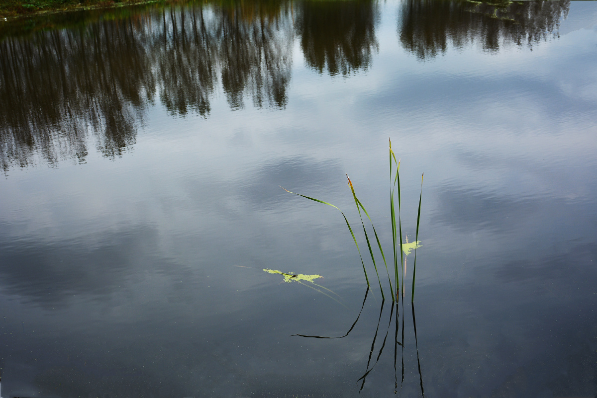 池塘——宁静的池塘,如一幅淡雅的水墨画