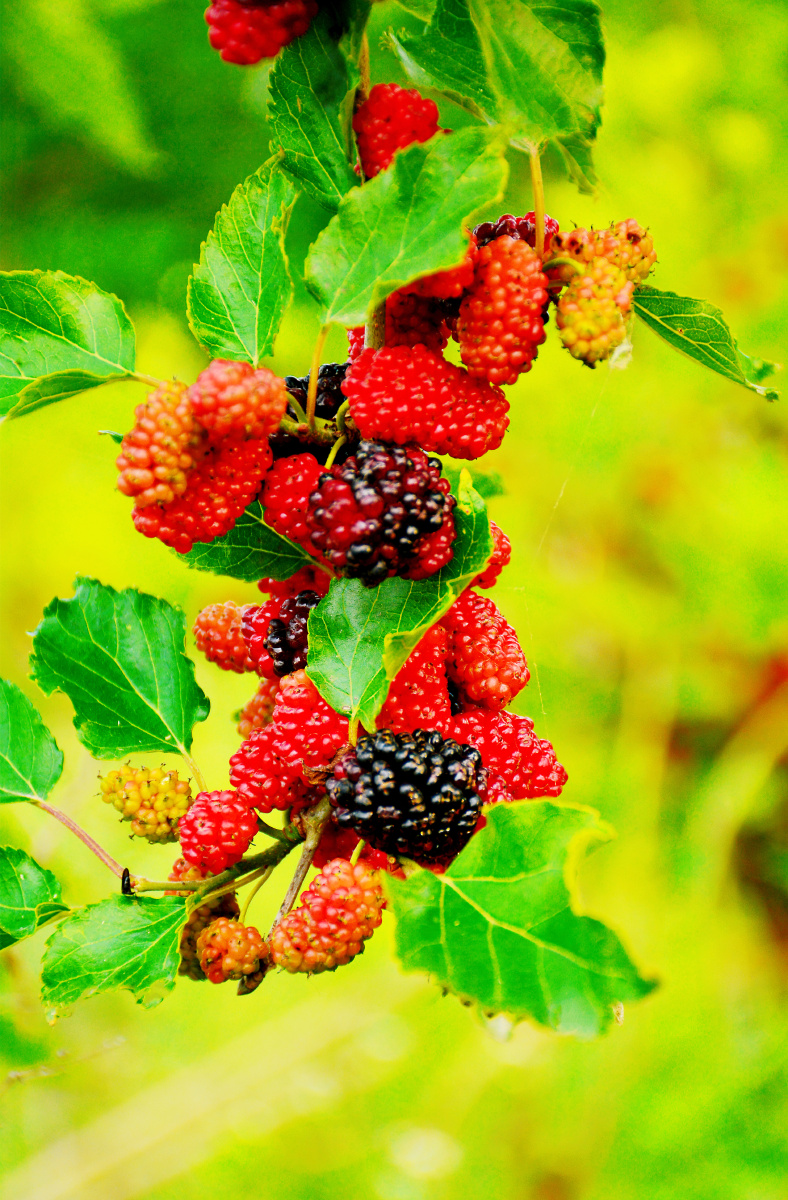 桑葚红的紫的黄的酸酸甜甜的桑葚挂满枝头