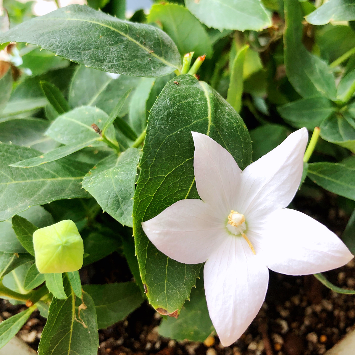 桔梗一抹淡紫花苞如僧帽似包袱花泛星光枝悬铃铛