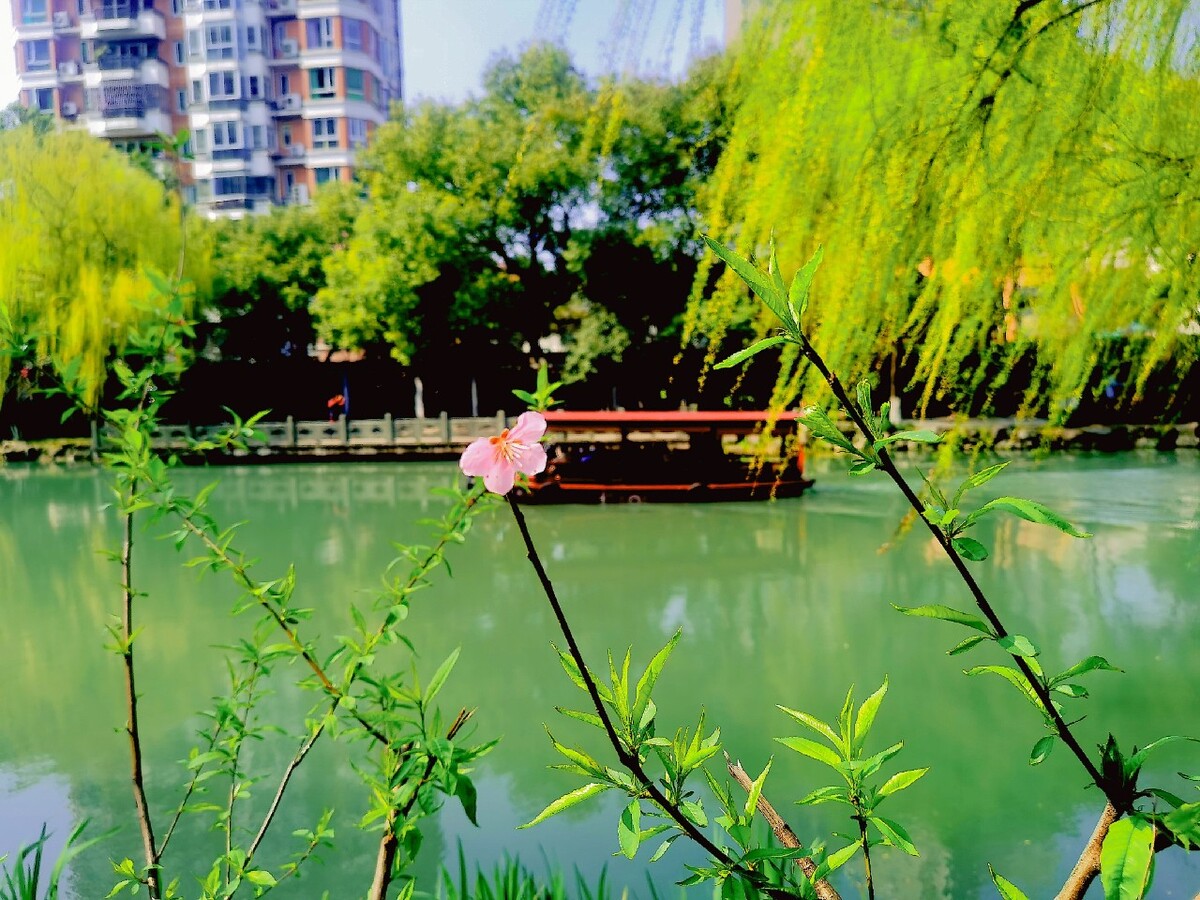 在这高楼林立的空隙中，这一朵花，一抹绿，点亮了生命的色彩。