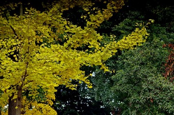 IMGP6539_副本