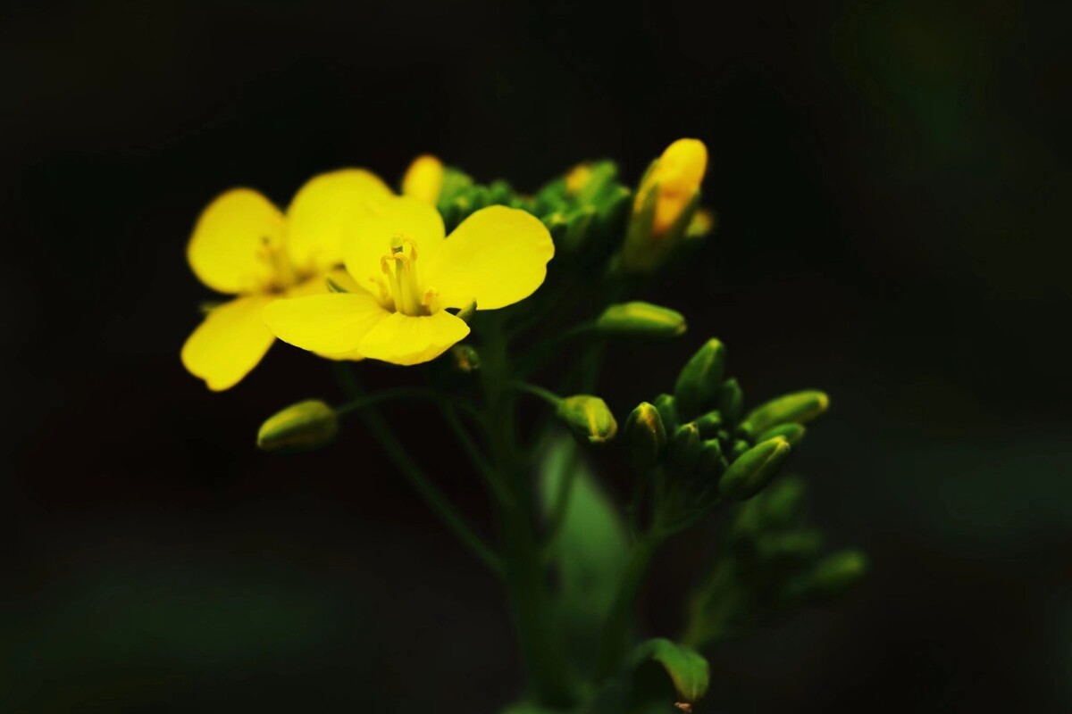 油菜花