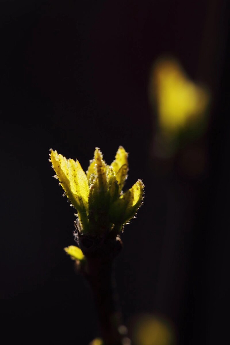 春芽