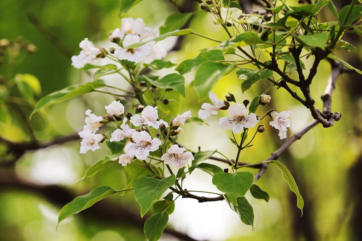 楸树花
