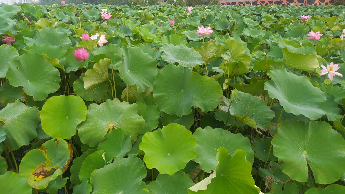 高高低低挨挨挤挤荷叶卷着波浪在风中摇曳