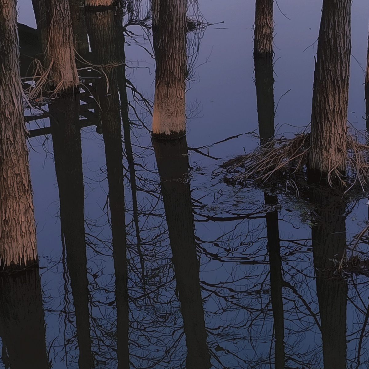 夜晚潮湿地面潮湿空气寂静树林沉默676767