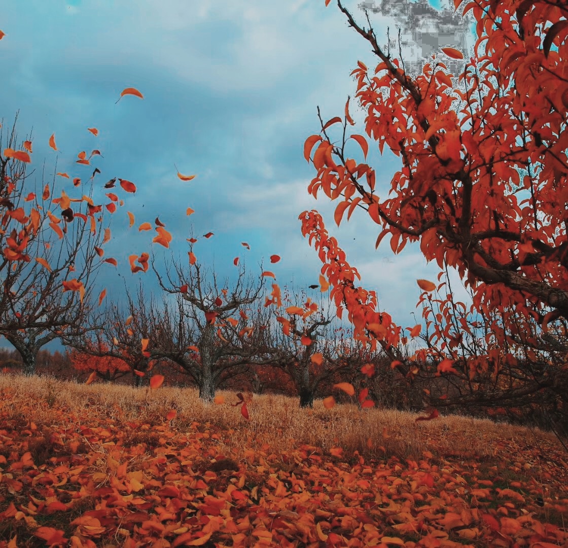 枫叶球天空树起风叶子起风