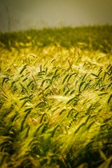 F9F1DC4B-1E65-4C4D-A980-429044788F22/L0/001