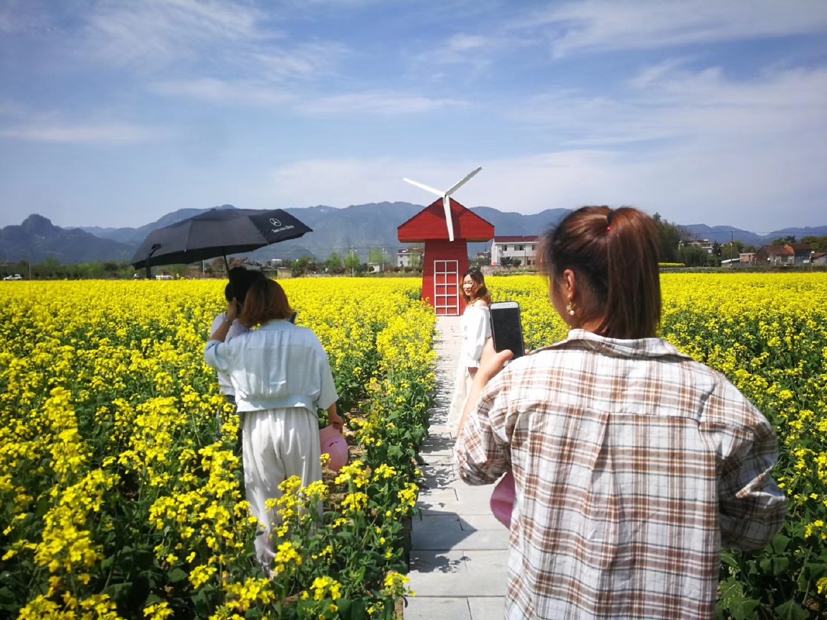天台县平桥张思村油菜花