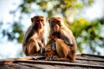 Monkey Family