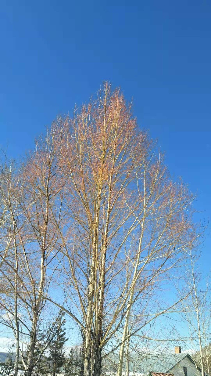 最早报春的红毛柳