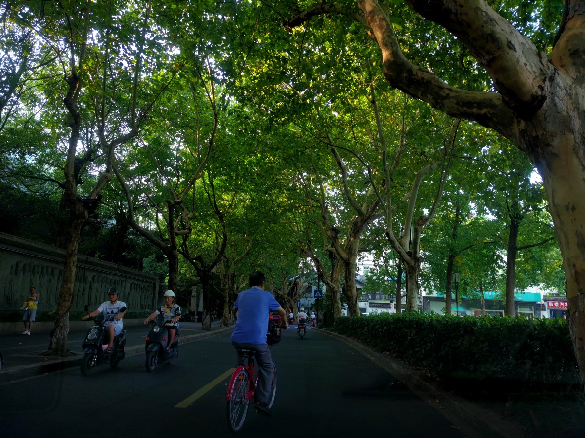 树荫下的街道上的行人