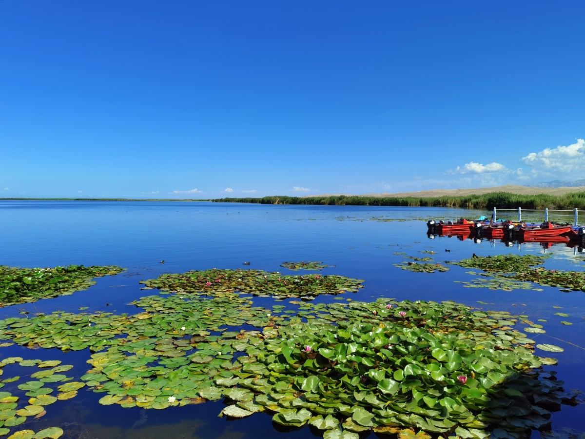 新疆博斯腾湖莲海世界